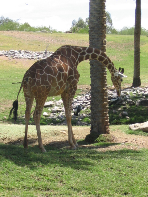 458x617 pixels (226K)